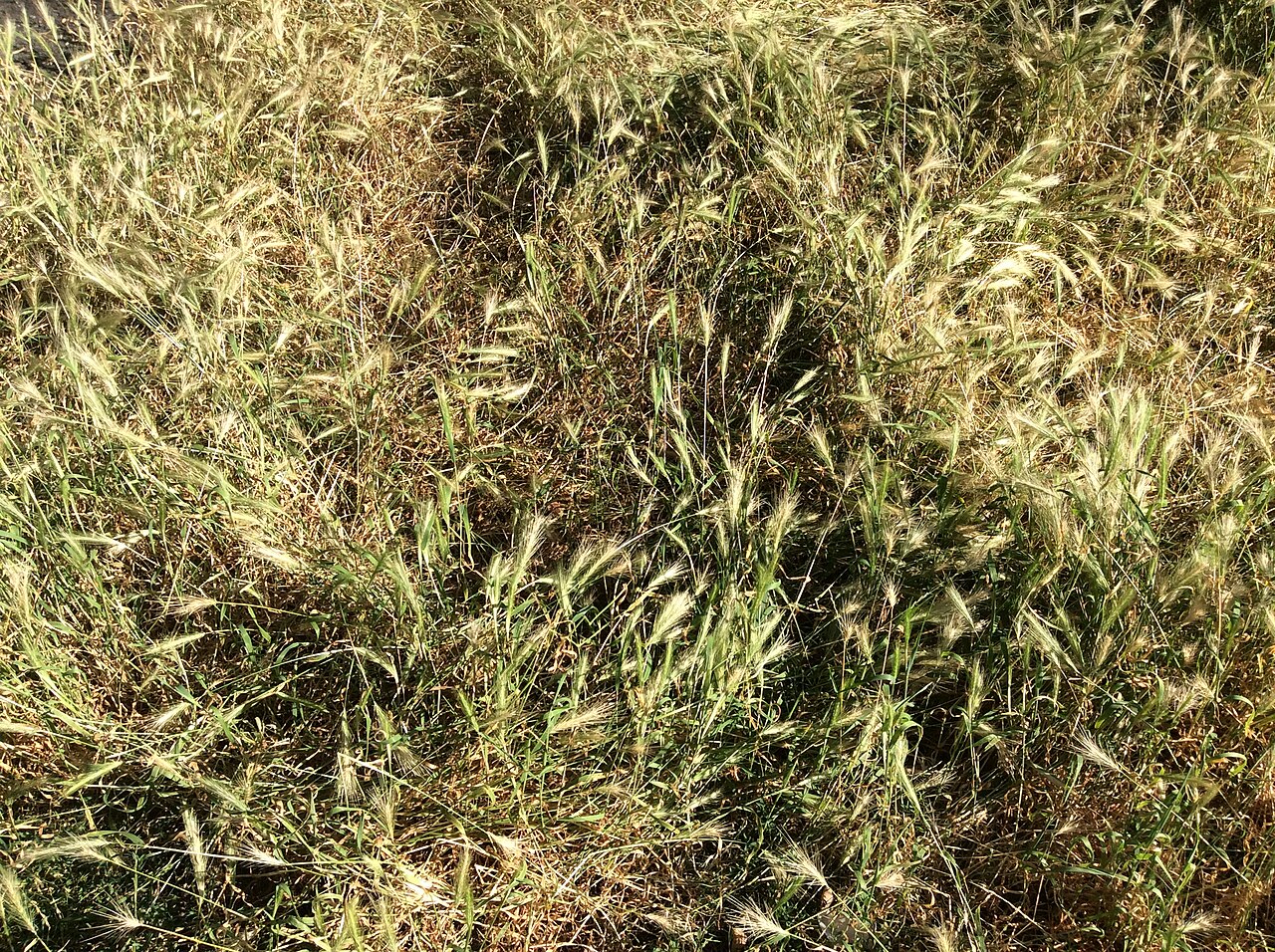 Grassamen - Von Killarnee - CC BY-SA 4.0, https://commons.wikimedia.org/wiki/File:Grass_seed_1.jpg
