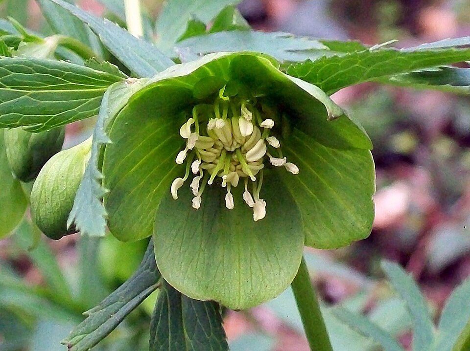 Grüne Nieswurz - Von AnemoneProjectors (talk) - CC BY-SA 2.0, https://commons.wikimedia.org/wiki/File:Green_Hellebore_(Helleborus_viridis).jpg