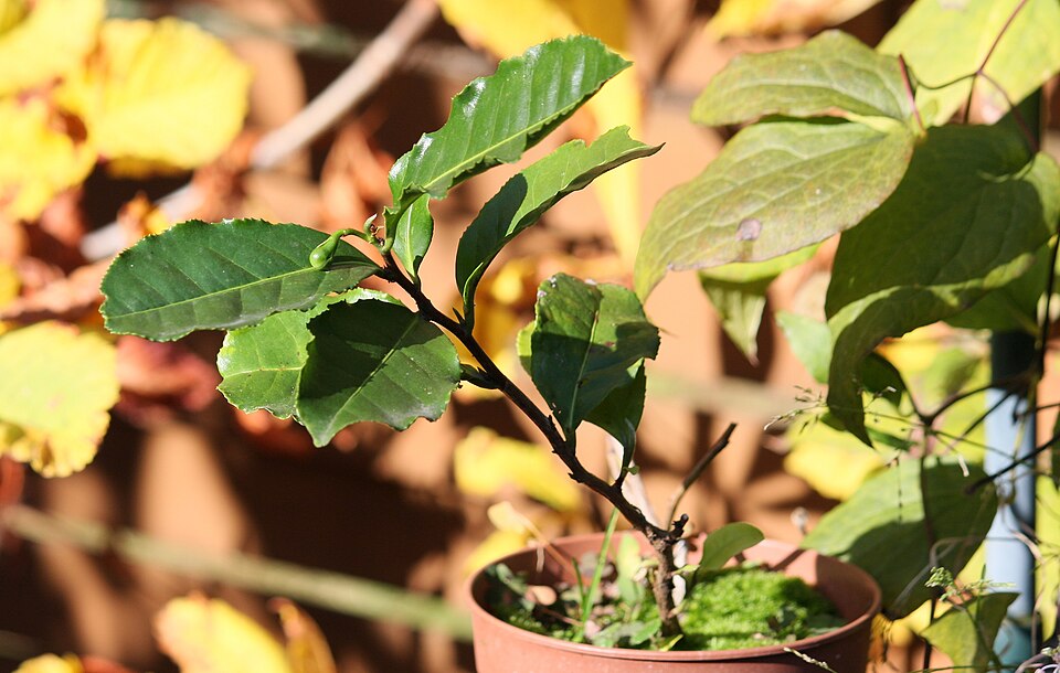Grüner Tee - Von Maja Dumat from Deutschland (Germany) - CC BY 2.0, https://commons.wikimedia.org/wiki/File:Grüner_Tee_(Camellia_sinensis)_(8153656945).jpg