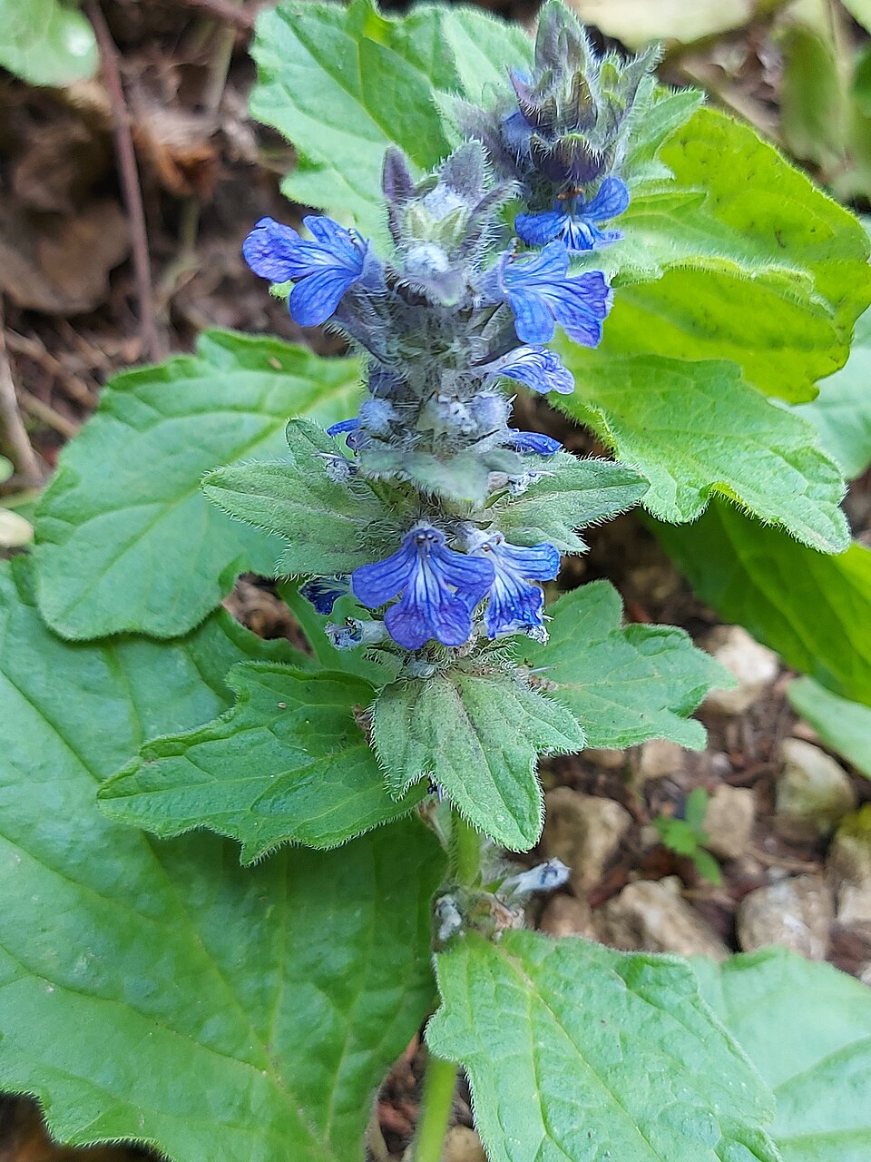 Günsel - Von Haircutter - CC BY-SA 4.0, https://commons.wikimedia.org/wiki/File:Ajuga_genevensis_(Genfer_Günsel)_019.jpg