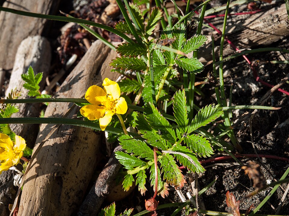 Gänsefingerkraut - Von Franco Folini from San Francisco, USA - CC BY-SA 2.0, https://commons.wikimedia.org/wiki/File:Common_silverweed_(Potentilla_anserina)_(7445046798).jpg