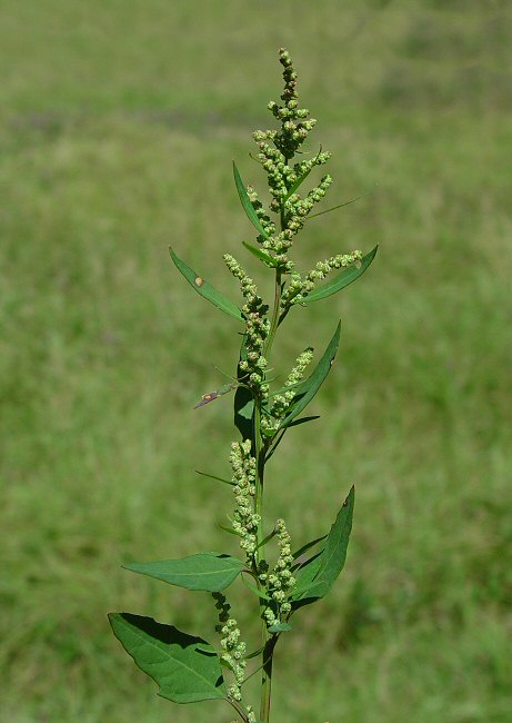 Gänsefuß - Von کمک یار ویکی - CC BY-SA 3.0, https://commons.wikimedia.org/wiki/File:Chenopodium_album_plant.jpg