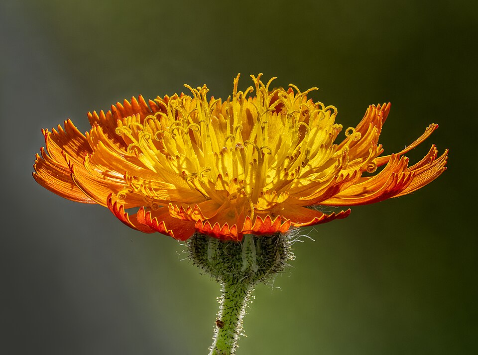 Habichtskraut - Von Ermell - CC BY-SA 4.0, https://commons.wikimedia.org/wiki/File:Orangerotes_Habichtskraut_(Hieracium_aurantiacum)_Focus_stacked-20220528-RM-172459.jpg