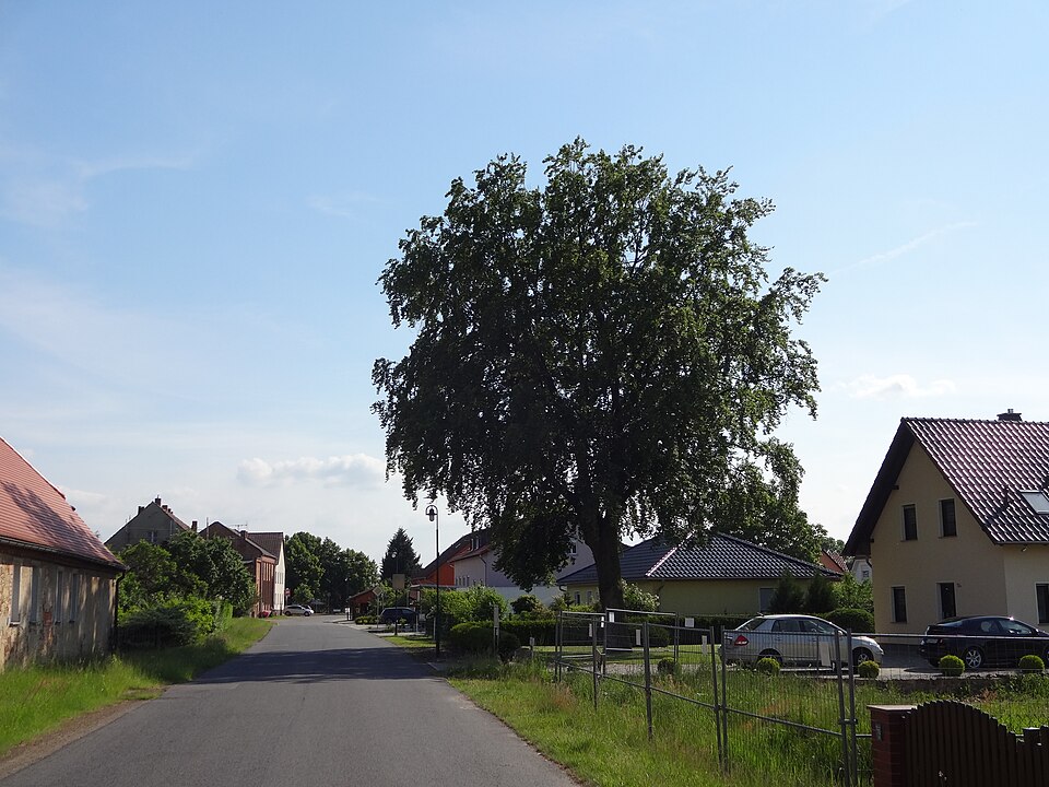 Hainbuche - Von Z thomas - CC BY-SA 4.0, https://commons.wikimedia.org/wiki/File:Hainbuche_kleinkoschen_2018-05-19_(1).jpg