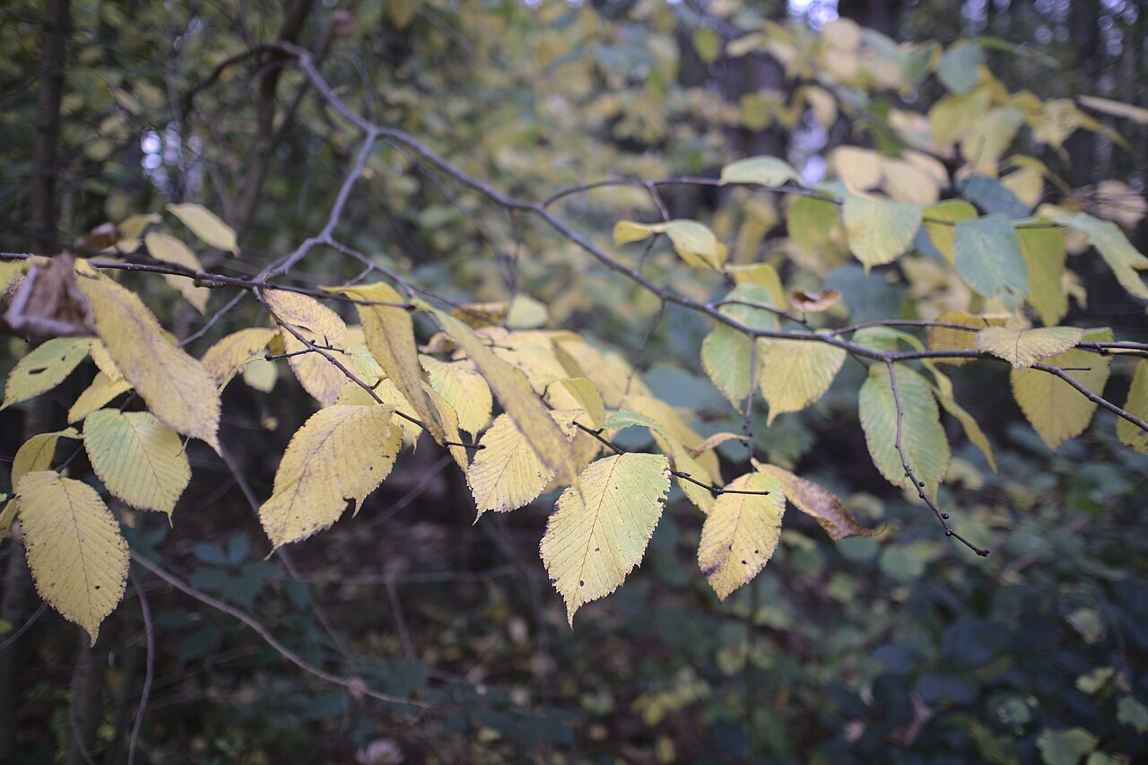 Haselnussblatt - Von Bob Harvey  - CC BY-SA 2.0, https://commons.wikimedia.org/wiki/File:Autumnal_Hazel_leaves_-_geograph.org.uk_-_6668111.jpg