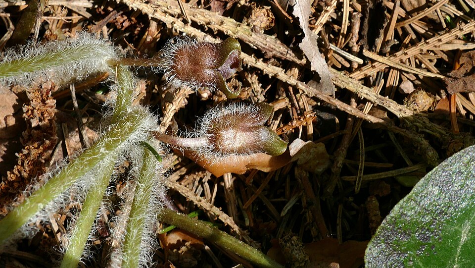 Haselwurz - Von Puusterke - CC BY-SA 4.0, https://commons.wikimedia.org/wiki/File:Haselwurz_(Asarum_europaeum)_am_Kolshorner_Teich_01.jpg