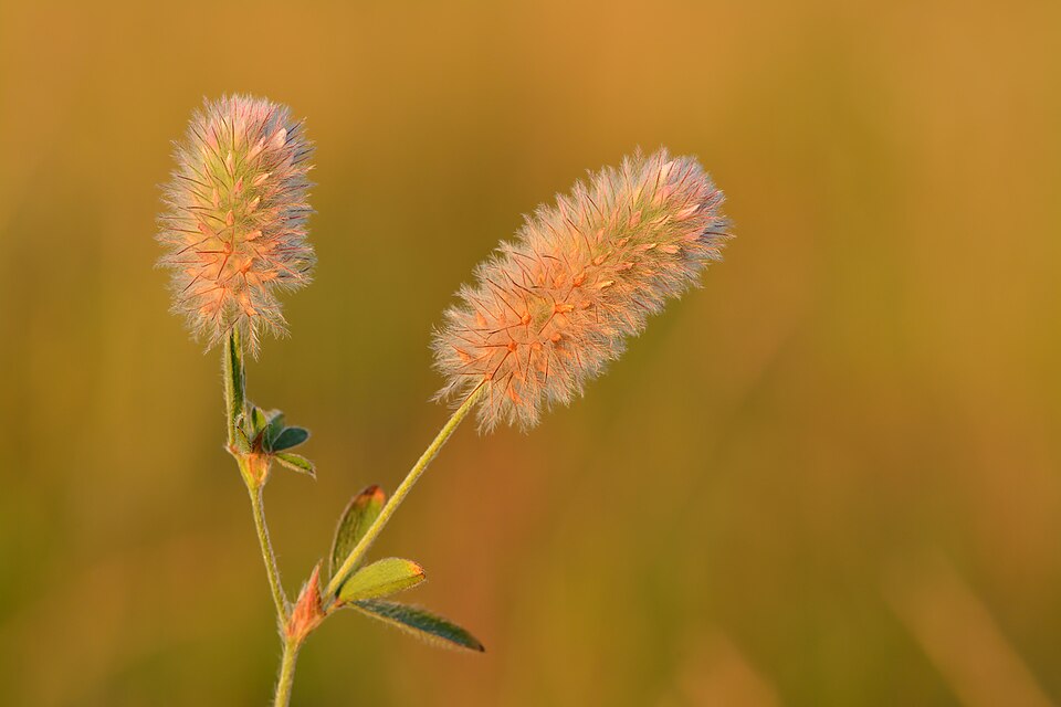 Hasen-Klee - Von Ivar Leidus - CC BY-SA 3.0, https://commons.wikimedia.org/wiki/File:Trifolium_arvense_-_kassiristik_Keilas.jpg