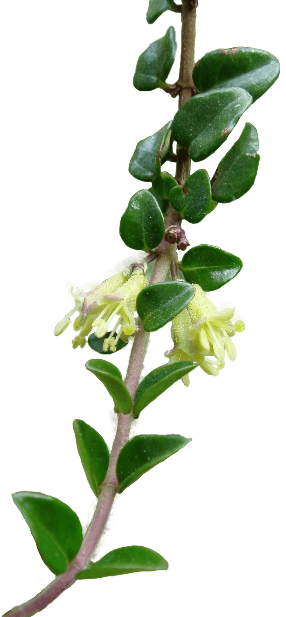 Heckenkirsche - Von Wouter Hagens - CC BY-SA 4.0, https://commons.wikimedia.org/wiki/File:BGTransp_L_Lonicera_nitida_A.png