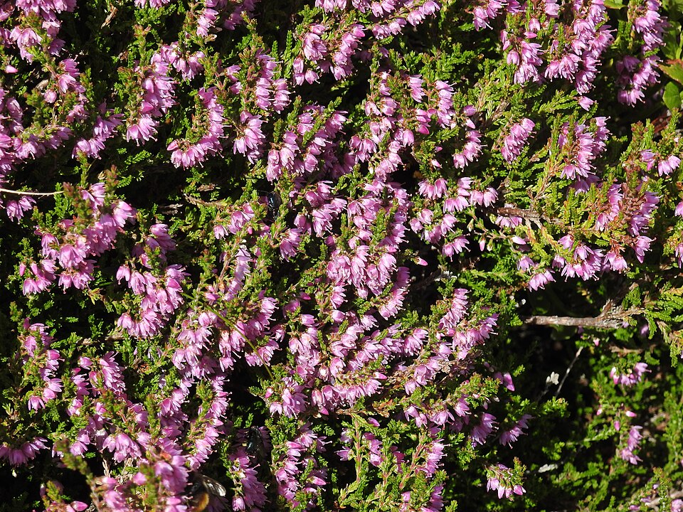 Heidekraut - Von Robert Flogaus-Faust - CC BY 4.0, https://commons.wikimedia.org/wiki/File:Calluna_vulgaris_RF.jpg