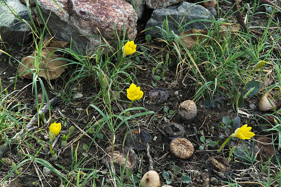Herbst-Goldbecher - Von Neptuul - CC BY-SA 4.0, https://commons.wikimedia.org/wiki/File:Sternbergia_in_Greece.jpg