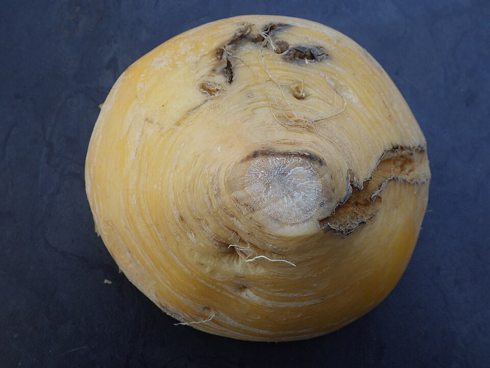 Herbstrübe - Von Schlaghecken Josef - CC BY-SA 4.0, https://commons.wikimedia.org/wiki/File:Brassica_rapa_ssp._rapa_-Herbstrübe-_mit_Kohlfliegen_Maden_Schaden.jpg