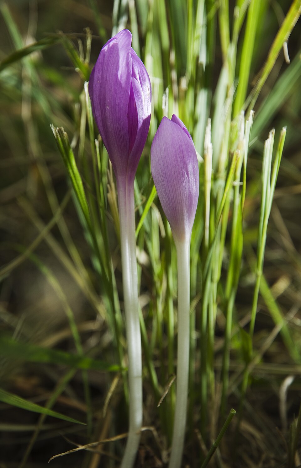 Herbstzeitlose - Von Petr Vodička - CC BY-SA 4.0, https://commons.wikimedia.org/wiki/File:2_Colchicum_Autumnale.jpg