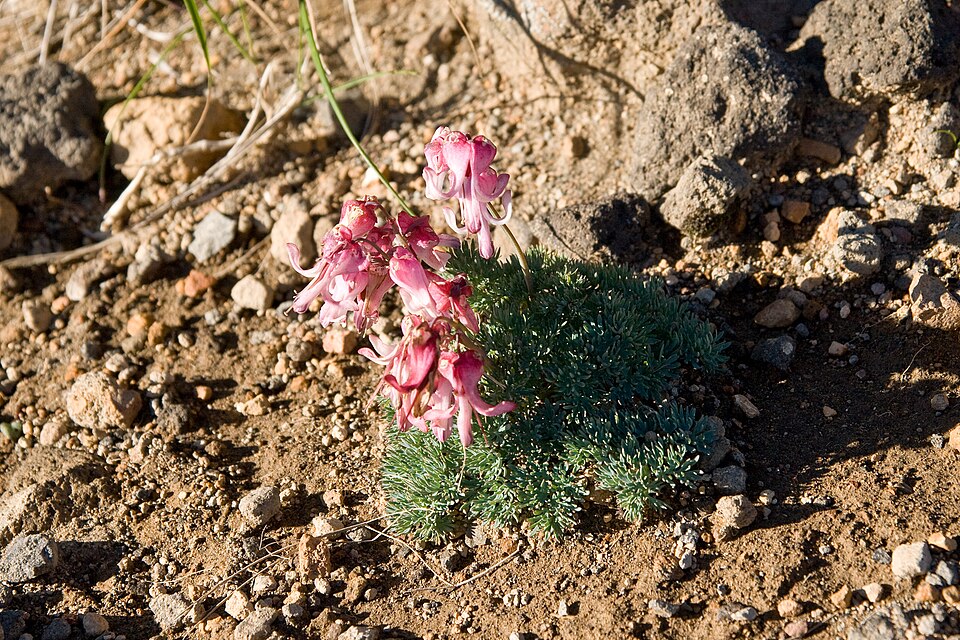 Herzblumen - Von Σ64 - CC BY 3.0, https://commons.wikimedia.org/wiki/File:Dicentra_peregrina_05.jpg