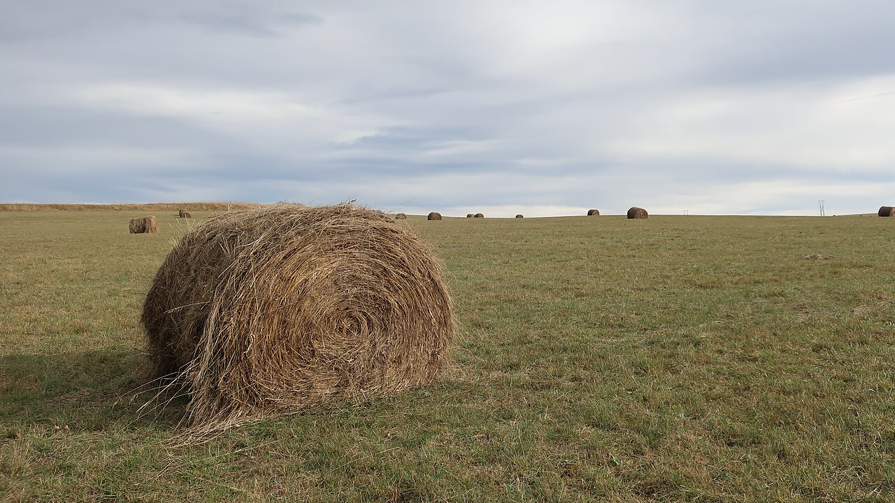 Heu - Von Inforested - CC BY 4.0, https://commons.wikimedia.org/wiki/File:Bale_of_hay_in_the_field.jpg