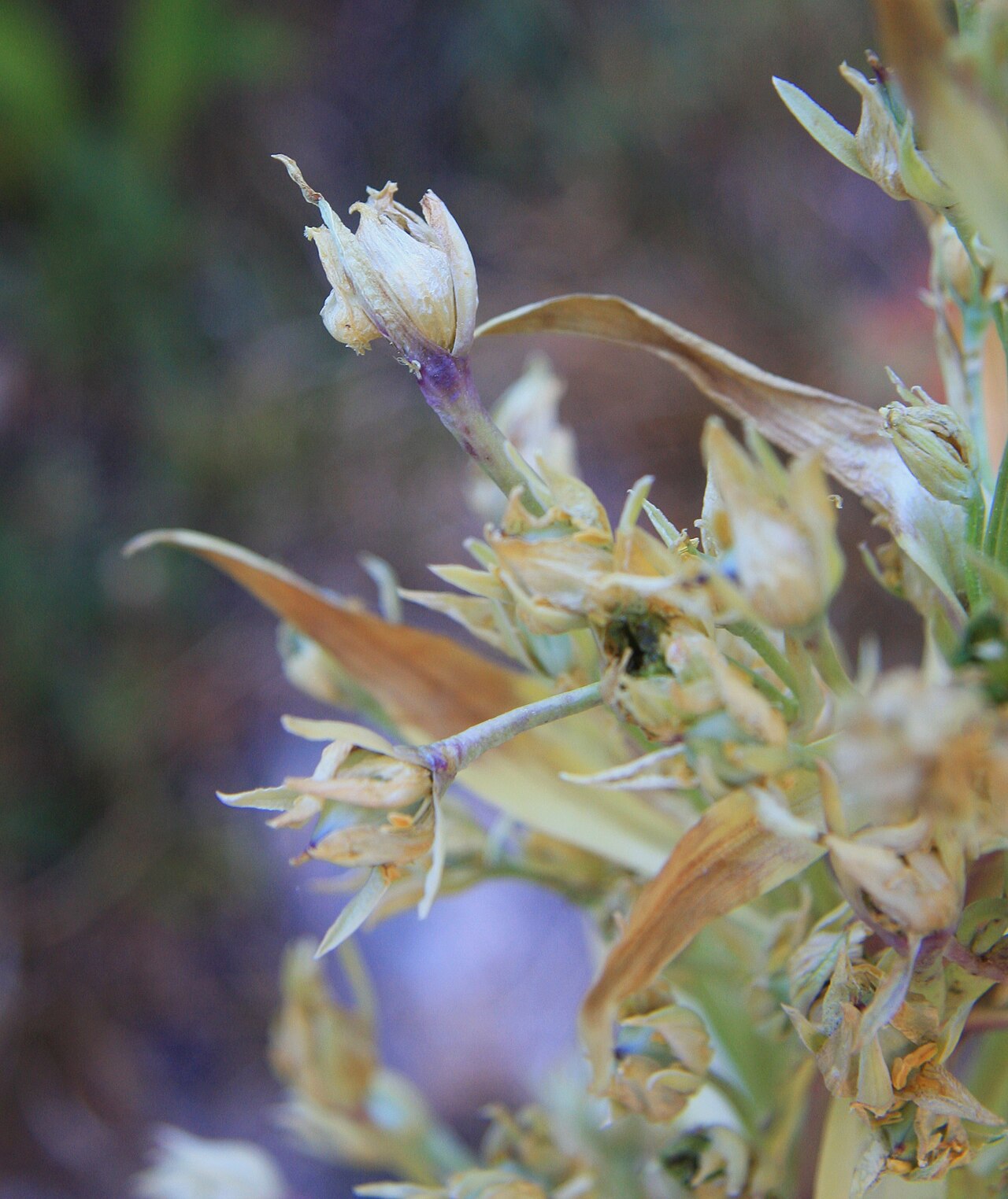 Heublumen - Von Dcrjsr - CC BY 3.0, https://commons.wikimedia.org/wiki/File:Deers_tongue_Swertia_radiata_flowers_dry.jpg