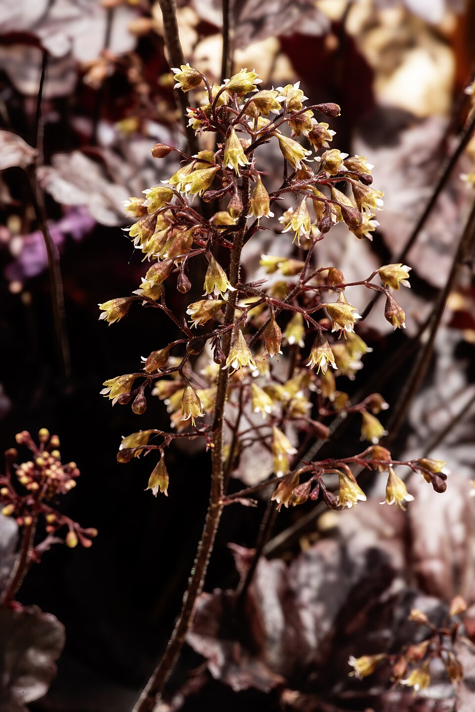 Heuchera - Von Didier Descouens - CC BY-SA 4.0, https://commons.wikimedia.org/wiki/File:(MHNT)_Heuchera_micrantha_flowers.jpg
