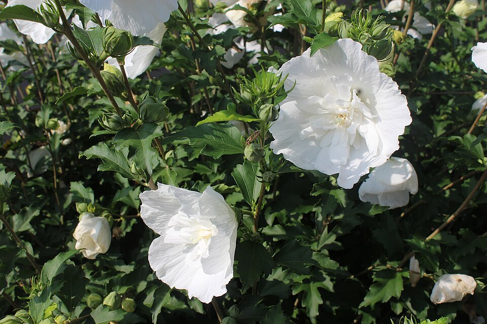 Hibiskusblüten - Von Dguendel - CC BY 3.0, https://commons.wikimedia.org/wiki/File:Bad_Kösen,_Kurpark,_Hibiskusblüten.jpg
