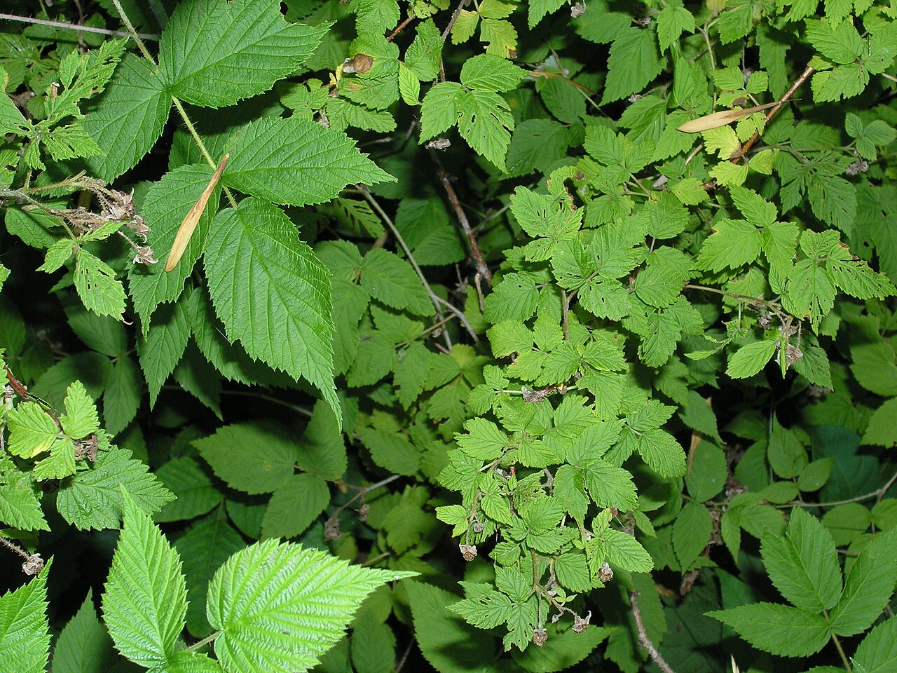 Himbeerblatt - Von Jvlietstra - Public domain, https://commons.wikimedia.org/wiki/File:Raspberry_Leaves.JPG