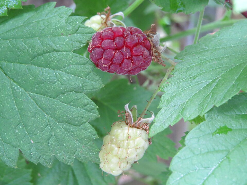 Himbeere - Von GT1976 - CC BY-SA 4.0, https://commons.wikimedia.org/wiki/File:2018-06-18_(102)_Rubus_idaeus_(raspberry)_at_Bichlhäusl_in_Frankenfels,_Austria.jpg