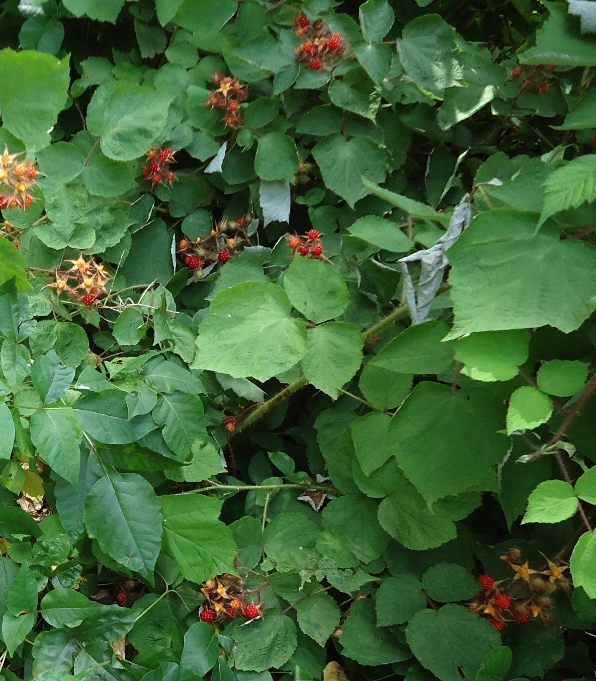 Himbeerstrauch - Von Tomwsulcer - CC0, https://commons.wikimedia.org/wiki/File:Lake_Hopatcong_State_Park_NJ_raspberry_bush.jpg
