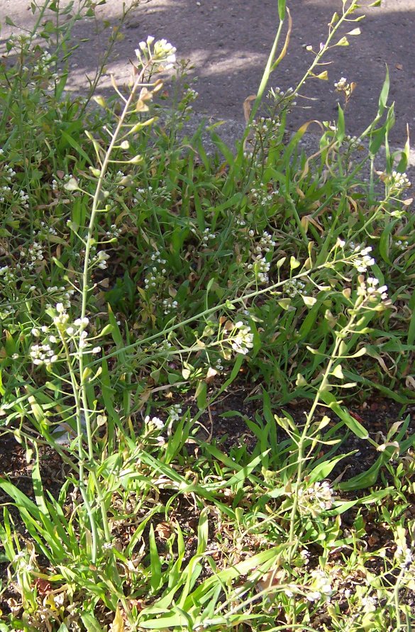 Hirtentäschelkraut - Von Eike Wulfmeyer - CC BY-SA 2.5, https://commons.wikimedia.org/wiki/File:Capsella_bursa-pastoris.JPG