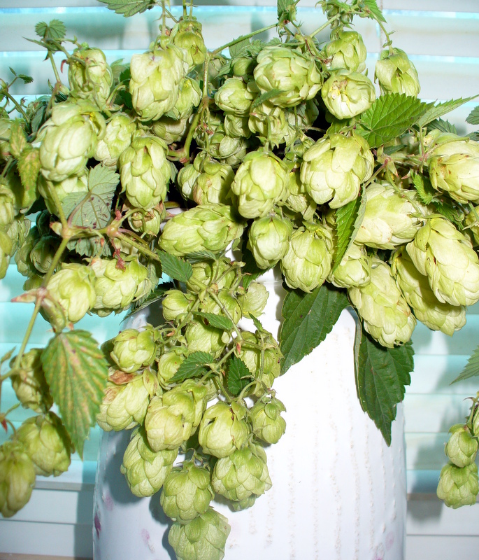 Hopfen - Von Magdalena Šajinovićová - CC BY-SA 3.0, https://commons.wikimedia.org/wiki/File:Humulus_lupulus_cones.jpg