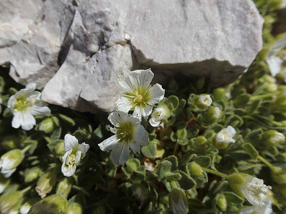 Hornkraut - Von Andrea Schieber from München, Deutschland - CC BY-SA 2.0, https://commons.wikimedia.org/wiki/File:Breitblättriges_Hornkraut_(Cerastium_latifolium)_-_Aufstieg_Kesselkogel_-_3._Tag_Rosengarten-Tour_(9650423687).jpg