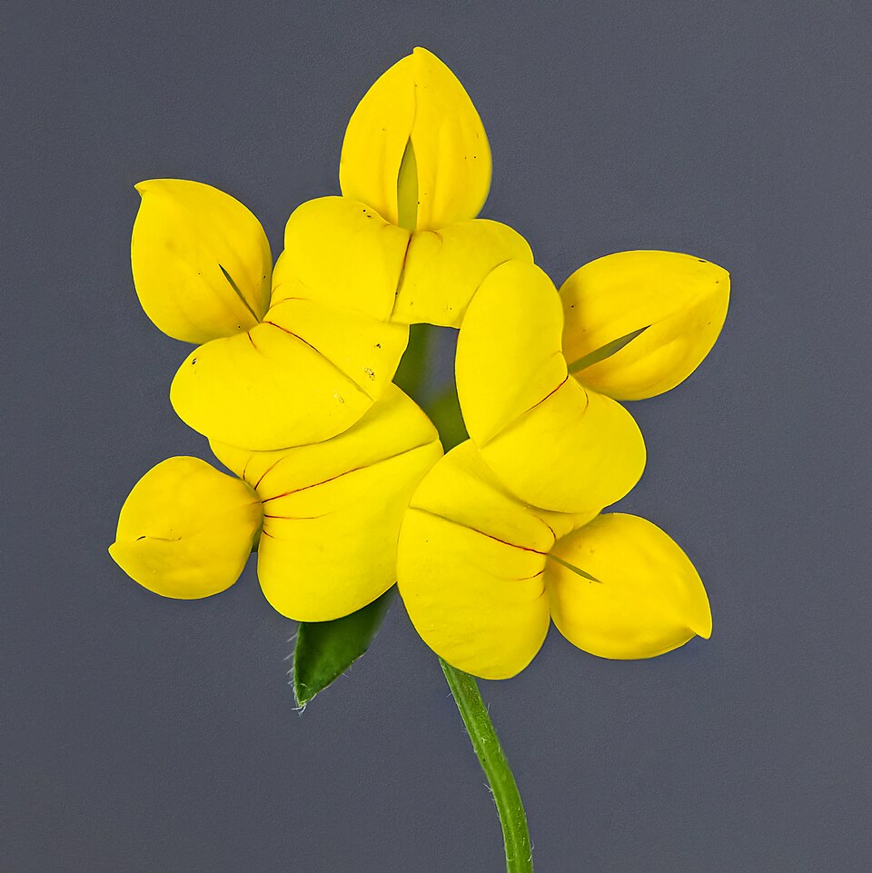 hornschotenklee - Von Didier Descouens - CC BY-SA 4.0, https://commons.wikimedia.org/wiki/File:(MHNT)_Lotus_corniculatus_-_Inflorescence.jpg