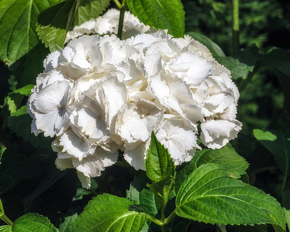 Hortensie - Von Dietmar Rabich - CC BY-SA 4.0, https://commons.wikimedia.org/wiki/File:Hortensie_--_2025_--_8375.jpg