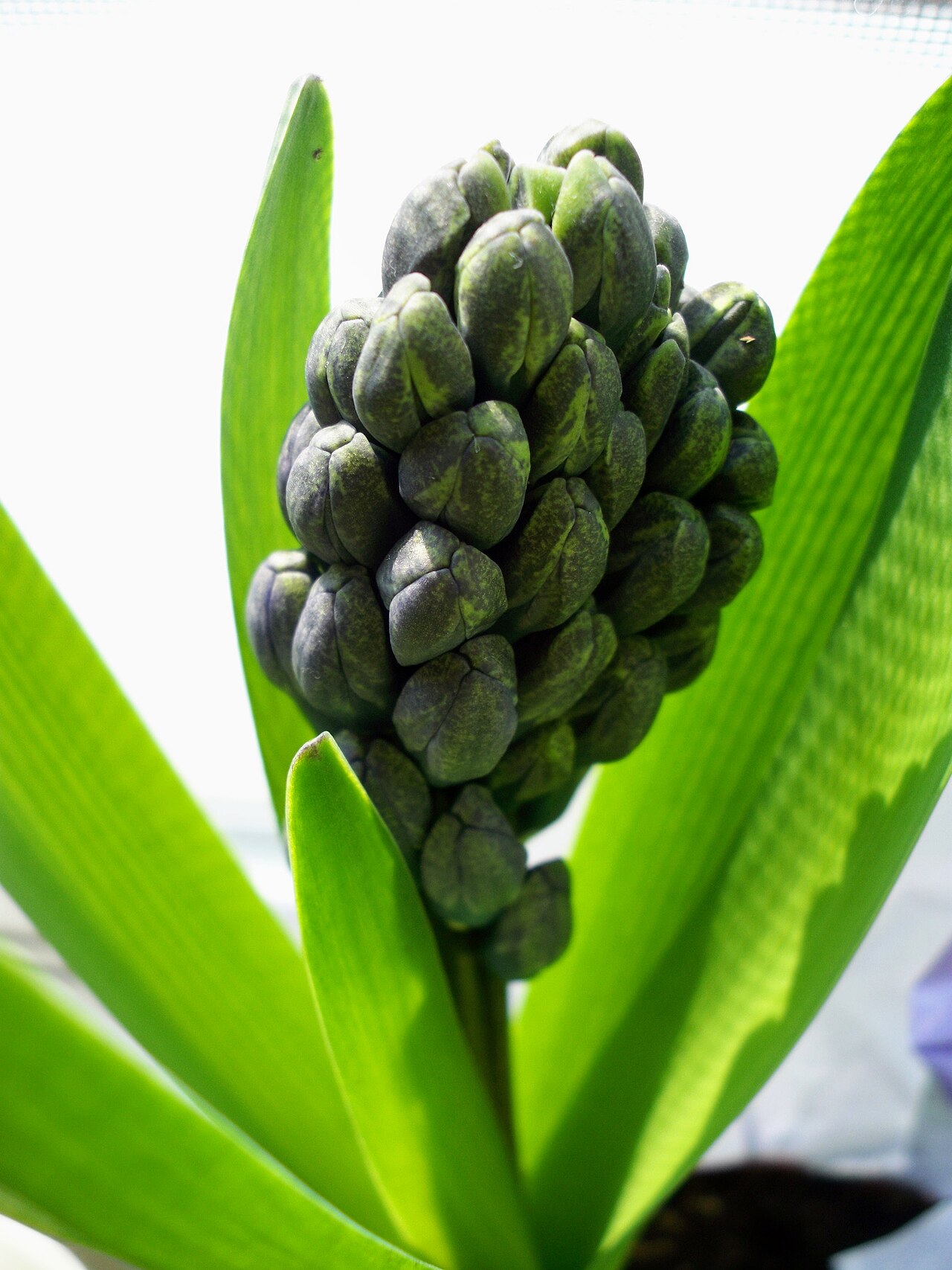 Hyazinthe - Von EgorovaSvetlana - CC BY-SA 4.0, https://commons.wikimedia.org/wiki/File:Hyacinthus_Orientalis_Flower_Bud.jpg