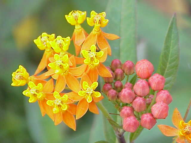 Indianer-Seidenpflanze - Von Kurt Stüber [1] - CC BY-SA 3.0, https://commons.wikimedia.org/wiki/File:Asclepias_curassavica13.jpg