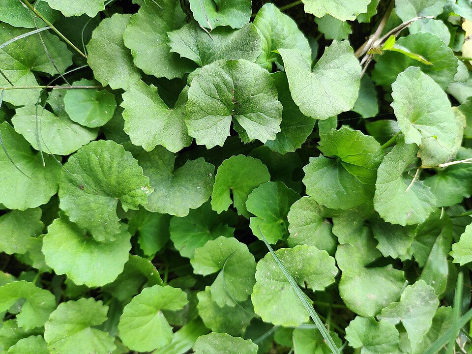 Indischer Wassernabel - Von Md. Siddiq Hasan - CC BY-SA 4.0, https://commons.wikimedia.org/wiki/File:Centella_asiatica_04.jpg