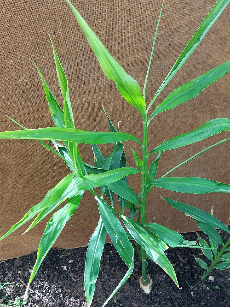 Ingwer - Von Schlaghecken Josef - CC BY-SA 4.0, https://commons.wikimedia.org/wiki/File:Ingwer_(Zingiber_officinale)_Anbau_Pflanze-1-Josef_Schlaghecken.jpg