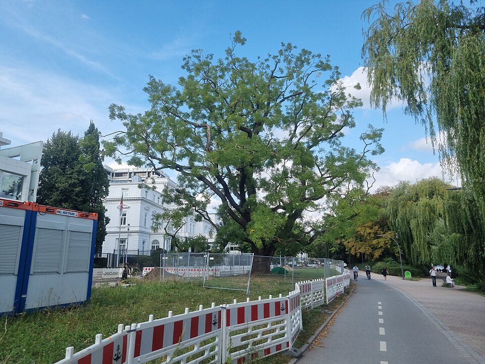 Japanischer Schnurbaum - Von Marcel Rogge - CC BY-SA 4.0, https://commons.wikimedia.org/wiki/File:Japanischer_Schnurbaum_am_Alsterufer_Hamburg_01.jpg