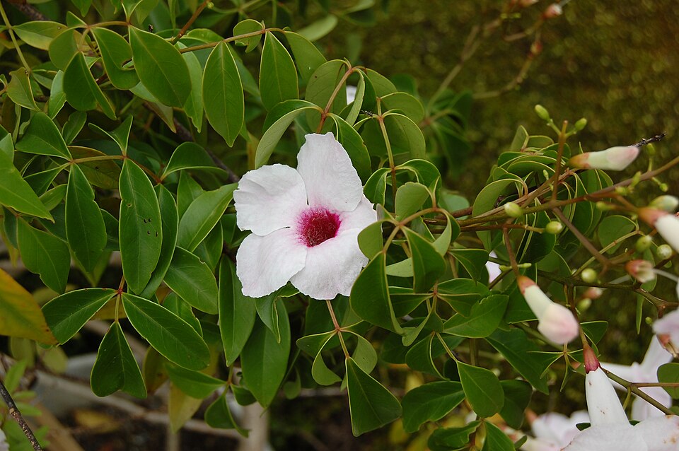 Jasmintrompete - Von Rl - CC BY-SA 3.0, https://commons.wikimedia.org/wiki/File:2007_pandorea_jasminoides_3.jpg