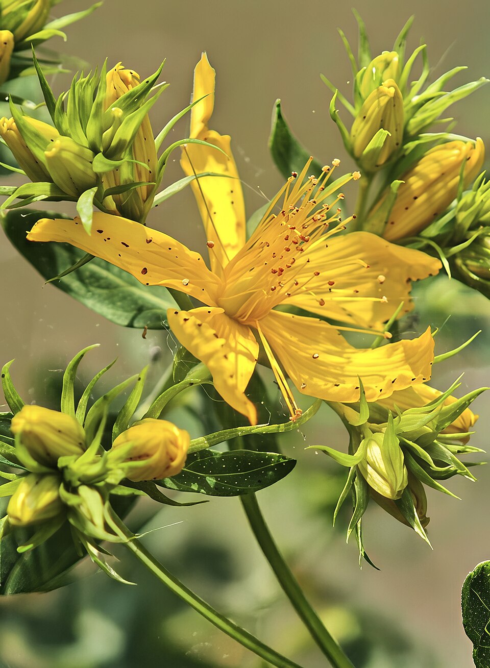 Johanniskraut - Von Didier Descouens - CC BY-SA 4.0, https://commons.wikimedia.org/wiki/File:(MHNT)_Hypericum_perforatum_flower_and_buttons.jpg