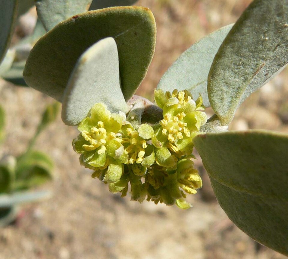 Jojoba - Von Stan Shebs - CC BY-SA 3.0, https://commons.wikimedia.org/wiki/File:Simmondsia_chinensis_male_flower.jpg
