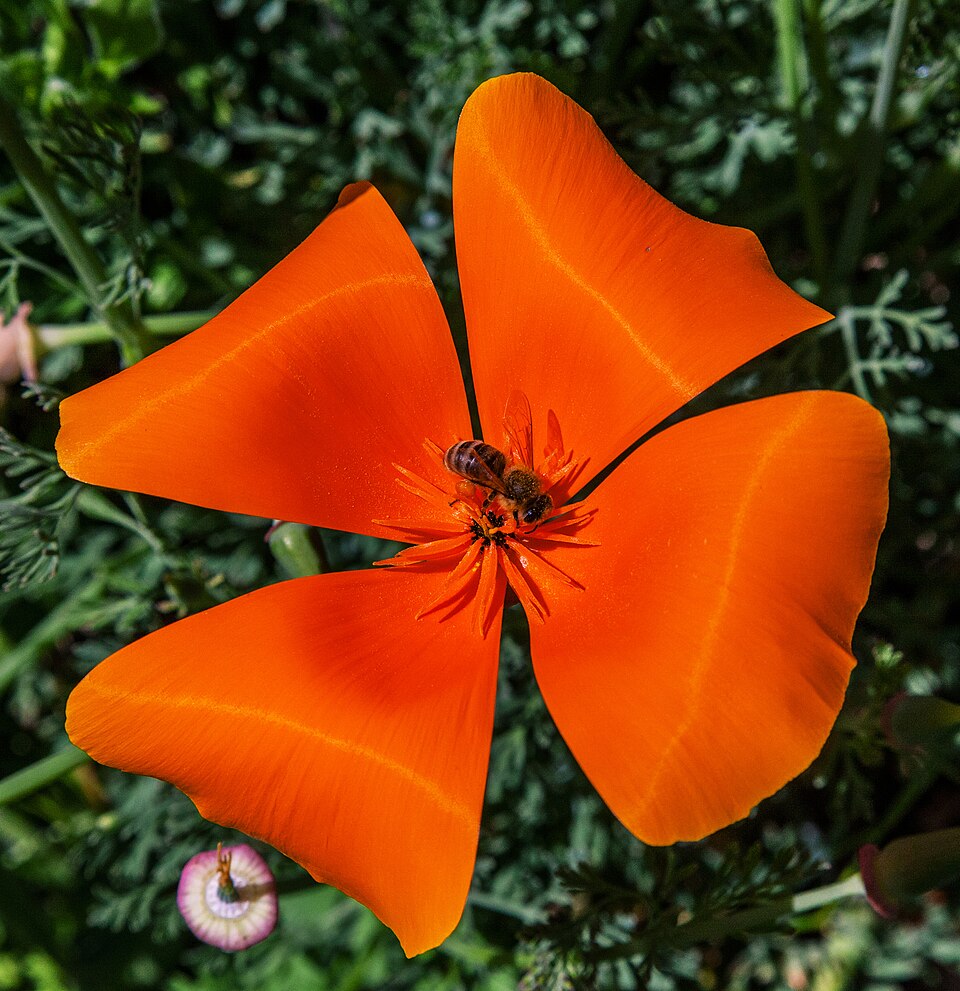 Kalifornischer Mohn - Von Fischer.H - CC BY-SA 4.0, https://commons.wikimedia.org/wiki/File:Kalifornischer_Mohn_IMG_4878.jpg