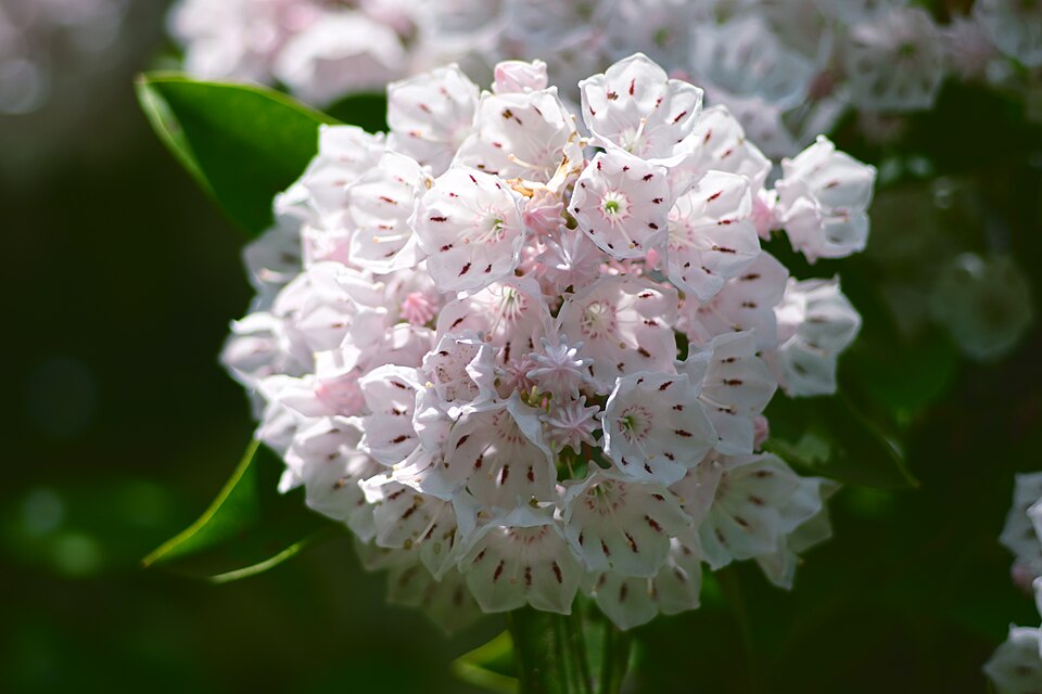 Kalmia - Von Misei sen - CC BY 4.0, https://commons.wikimedia.org/wiki/File:Kalmia_20260510.jpg