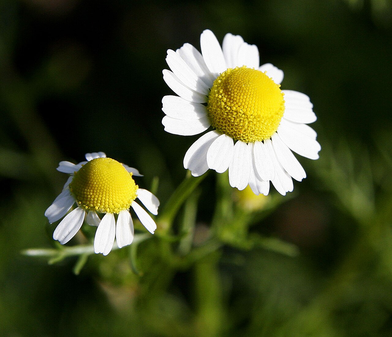 Kamille - Von Fir0002 20D - GFDL 1.2, https://commons.wikimedia.org/wiki/File:Chamomile@original_size.jpg