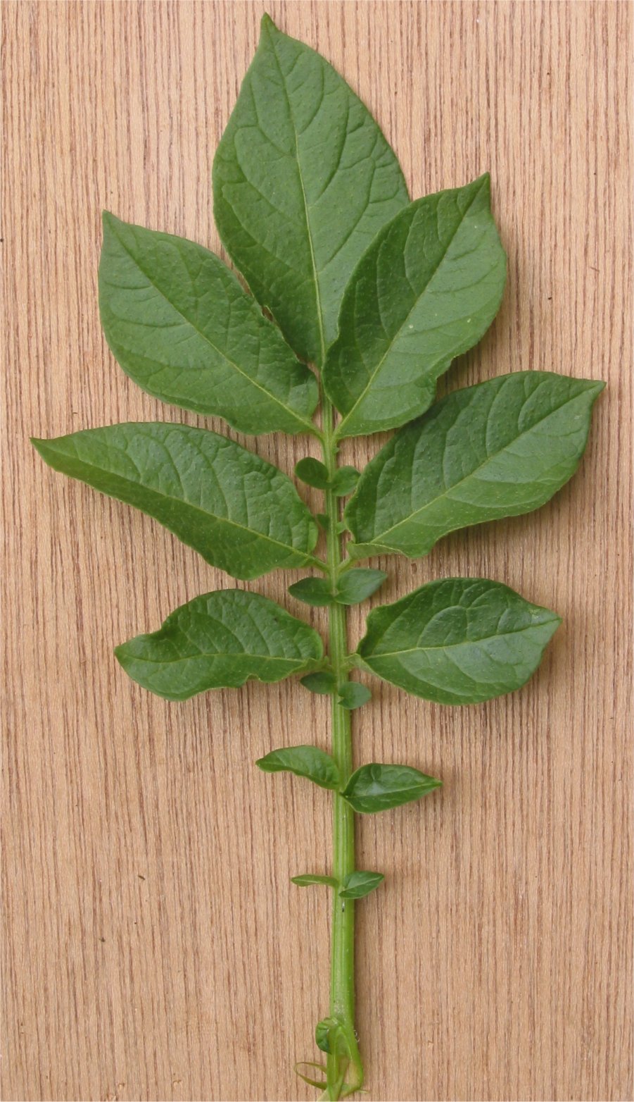 Kartoffelblatt - Von Rasbak - CC BY-SA 3.0, https://commons.wikimedia.org/wiki/File:Aardappel_blad_Solanum_tuberosum.jpg