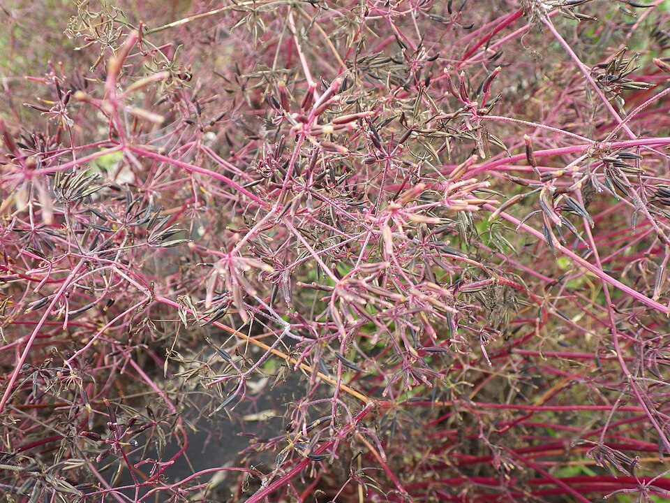Kerbel - Von Schlaghecken Josef - CC BY-SA 4.0, https://commons.wikimedia.org/wiki/File:Kerbel_(Anthriscus_cerefolium)_Samenbildung--Josef_Schlaghecken.jpg