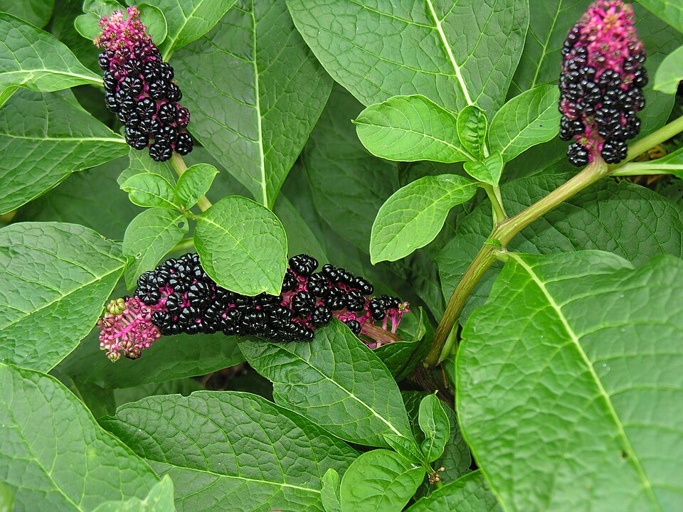 Kermesbeere - Von Algirdas - Public domain, https://commons.wikimedia.org/wiki/File:Koks_cia_augalas1.JPG