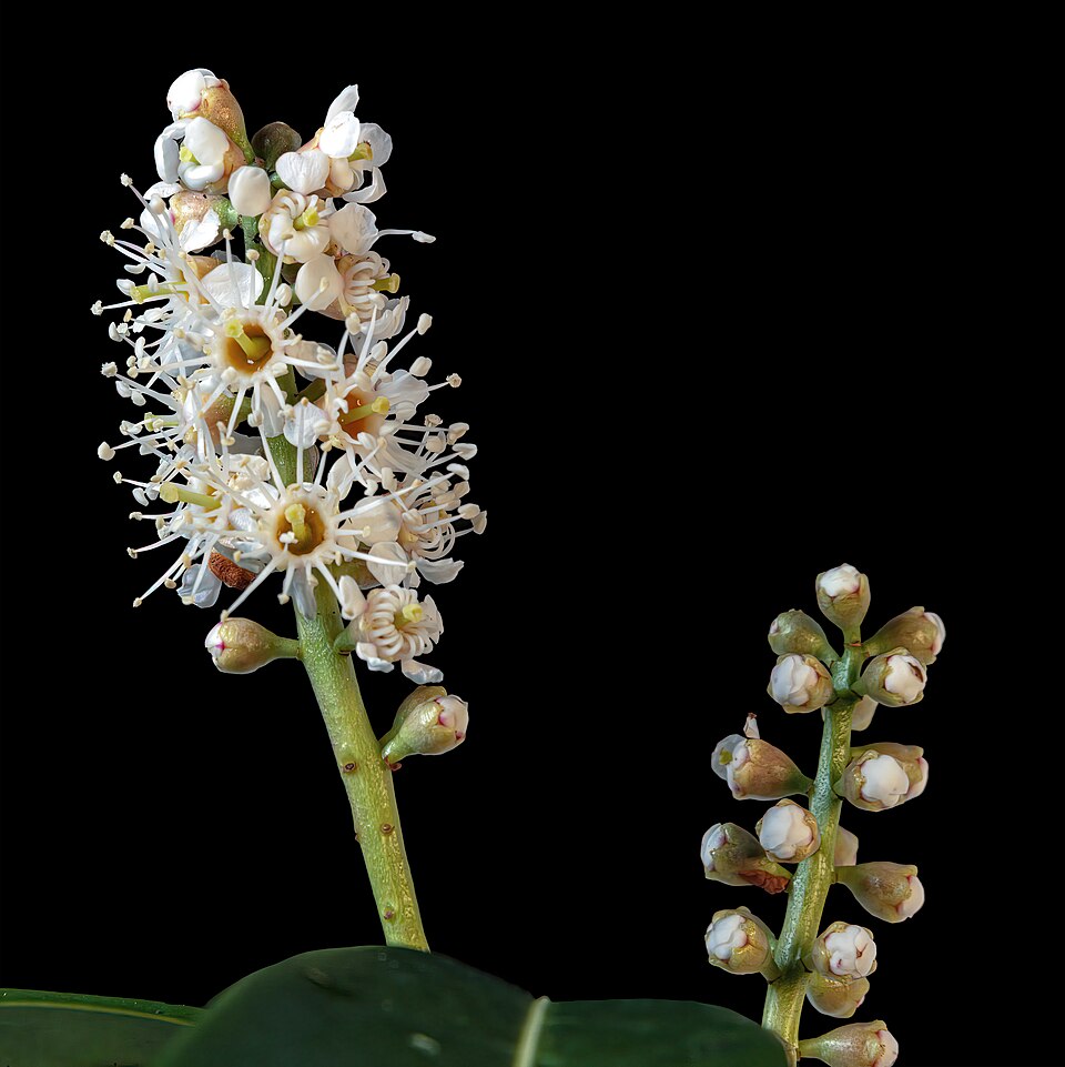 Kirschlorbeer - Von Didier Descouens - CC BY-SA 4.0, https://commons.wikimedia.org/wiki/File:(MHNT)_Prunus_laurocerasus_inflorescence_-_Bouloc_France.jpg