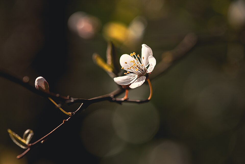Kirschpflaume - Von Flocci Nivis - CC BY 4.0, https://commons.wikimedia.org/wiki/File:20210329_Prunus_cerasifera.jpg