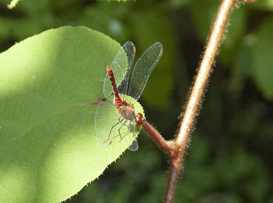 Kiwiblatt - Von Arquus - CC BY-SA 4.0, https://commons.wikimedia.org/wiki/File:Libelle_auf_Kiwi.jpg