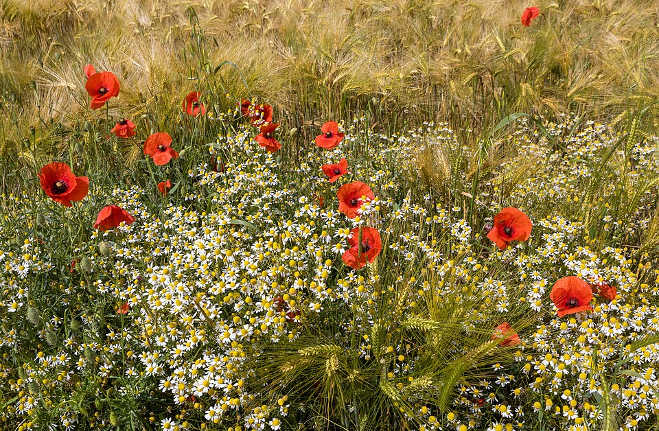 Klatschmohn - Von JackyM59 - CC BY-SA 4.0, https://commons.wikimedia.org/wiki/File:Camomille_sauvage_(Matricaria_chamomilla),_coquelicots_(Papaver_rhoeas)_au_bord_d'un_champ_d'orge_(Hordeum_vulgare).jpg