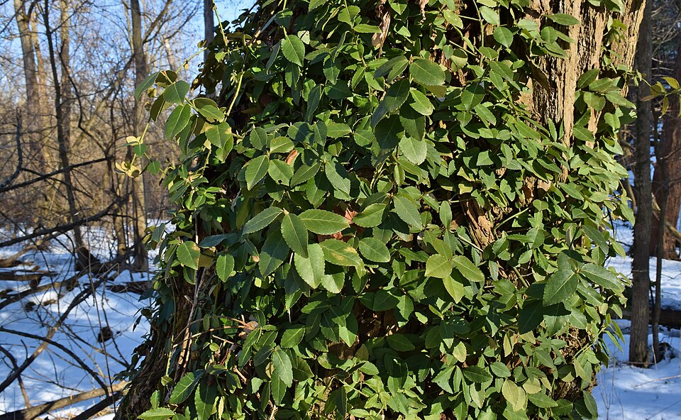 Kletter-Spindelstrauch - Von The Cosmonaut - CC BY-SA 2.5 ca, https://commons.wikimedia.org/wiki/File:Euonymus_fortunei_002.jpg