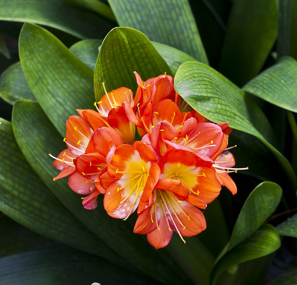 Klivie - Von Diego Delso - CC BY-SA 3.0, https://commons.wikimedia.org/wiki/File:Clivia_(Clivia_miniata),_jardín_botánico_de_Tallinn,_Estonia,_2012-08-13,_DD_01.JPG