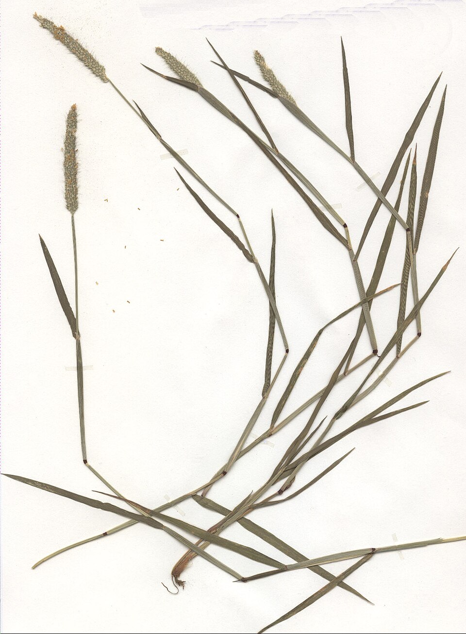 Knick-Fuchsschwanzgras - Von Benutzer:Fornax - Public domain, https://commons.wikimedia.org/wiki/File:Alopecurus_geniculatus_Herbar.jpg